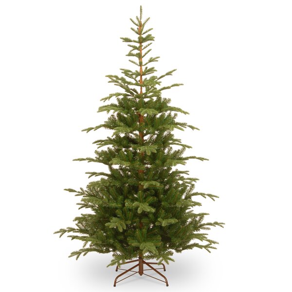 Mercury Row® 7' 6'' H Green Spruce Christmas Tree & Reviews | Wayfair.ca